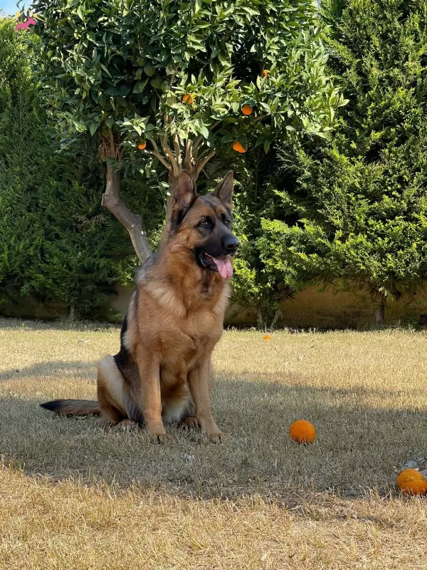 Irk Ve Saglik Garantili Alman Kurdu Yavruları
