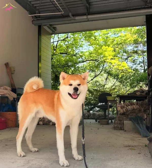 Resmi Ruhsatli Isletmeden Japon Akita Bebekler