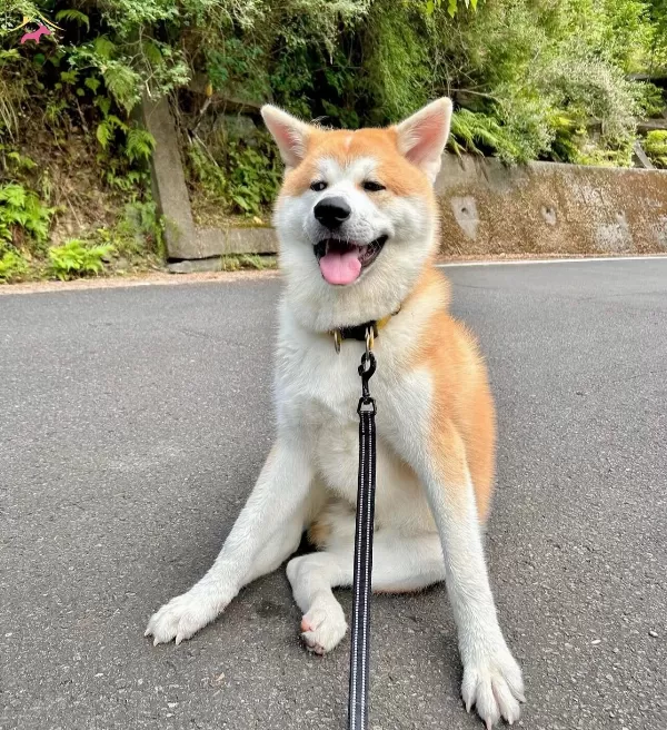 Resmi Ruhsatli Isletmeden Japon Akita Bebekler
