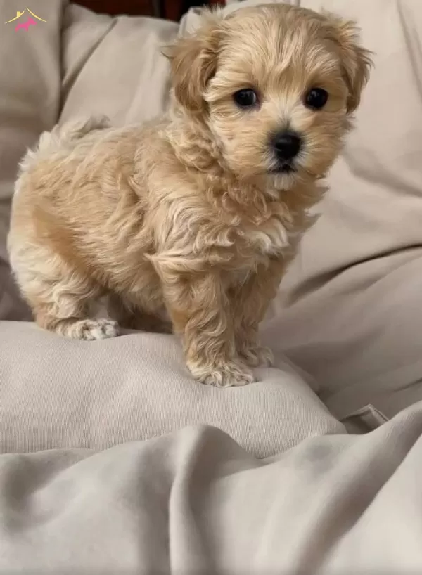 Oyuncak Gibi Sevimli Maltipoo Bebekler