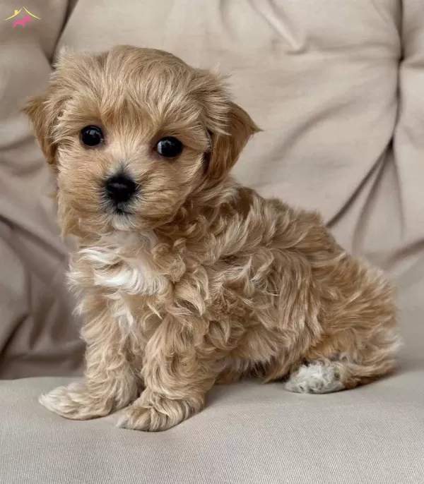 Oyuncak Gibi Sevimli Maltipoo Bebekler