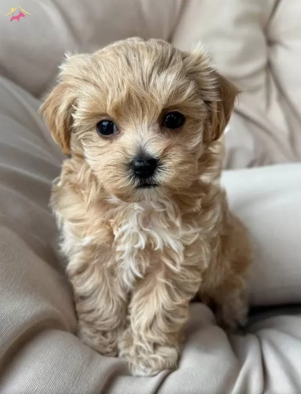 Oyuncak Gibi Sevimli Maltipoo Bebekler