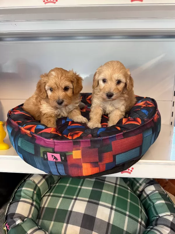 Bebek yüzlü Maltipoo Yavrularımız