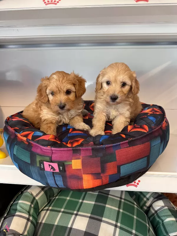 Bebek yüzlü Maltipoo Yavrularımız