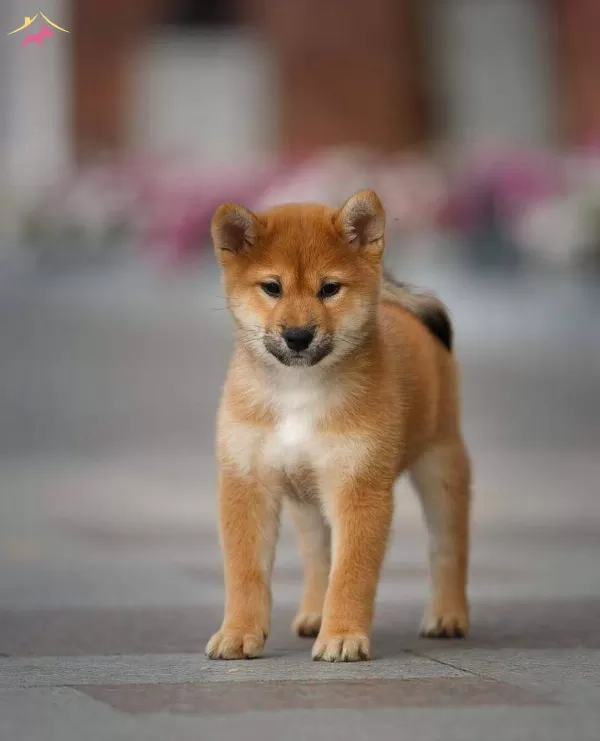 Shiba Inu Yavru Kopeklerimiz