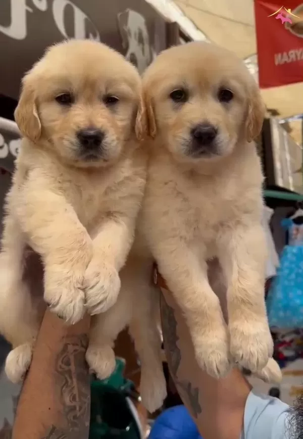 Orijinal Golden Retriever Yavruları