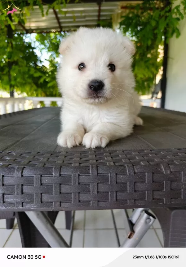 Samoyed Yavrularımız Sizleri Bekliyor