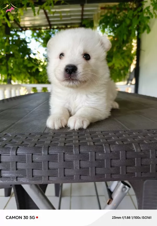 Samoyed Yavrularımız Sizleri Bekliyor