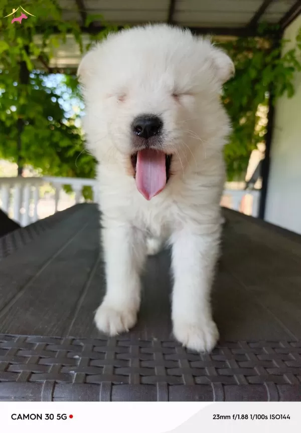 Harika Samoyed Yavrularımız