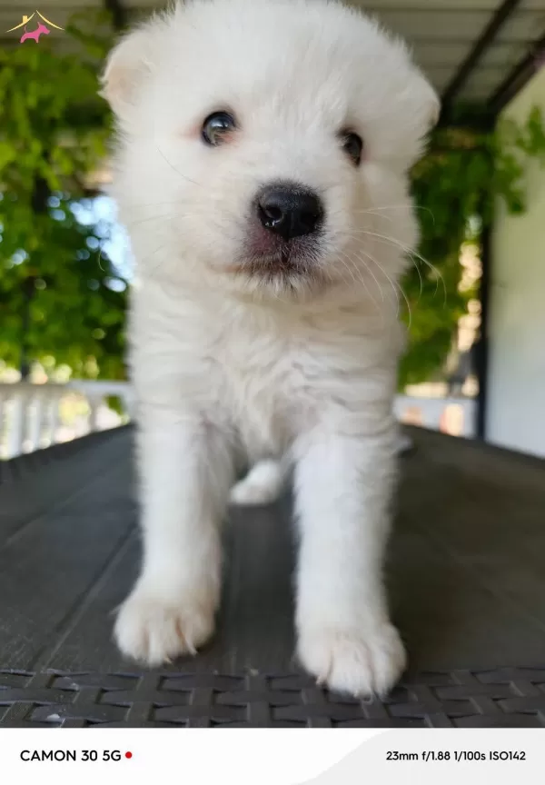 Harika Samoyed Yavrularımız