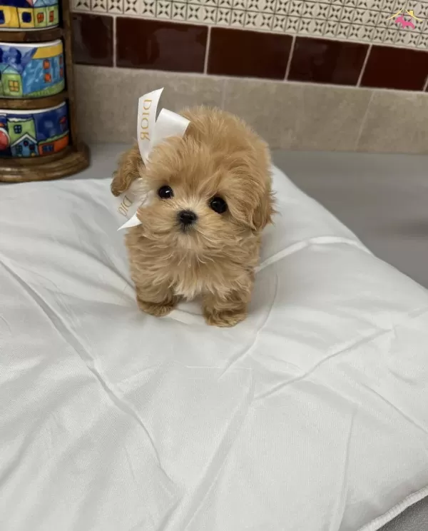 Daha Güzeli Olmayan Kore Maltipoo Yavrularımiz