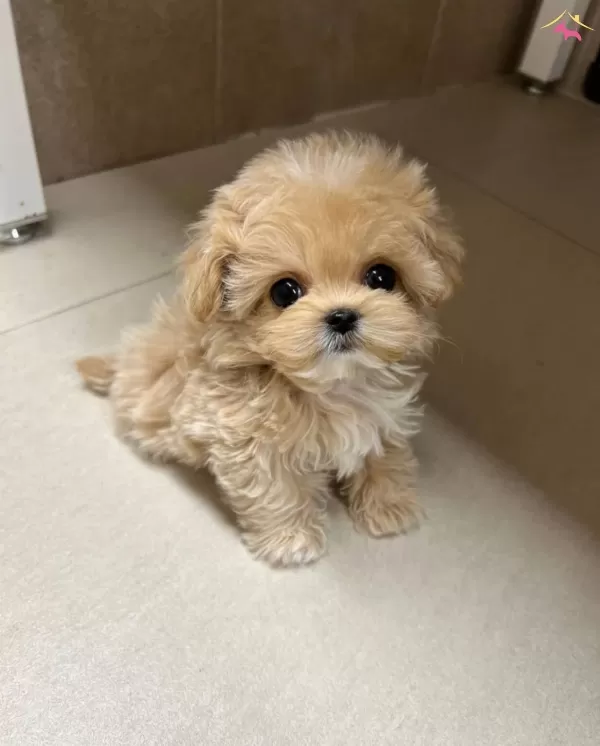 Daha Güzeli Olmayan Kore Maltipoo Yavrularımiz