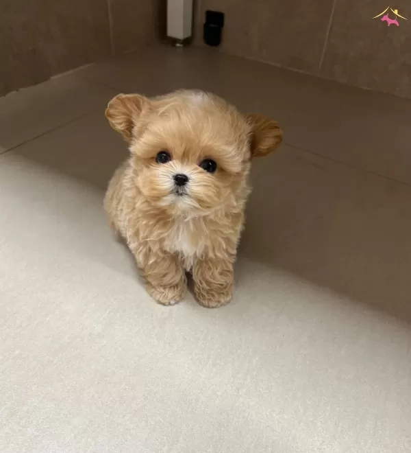 Daha Güzeli Olmayan Kore Maltipoo Yavrularımiz