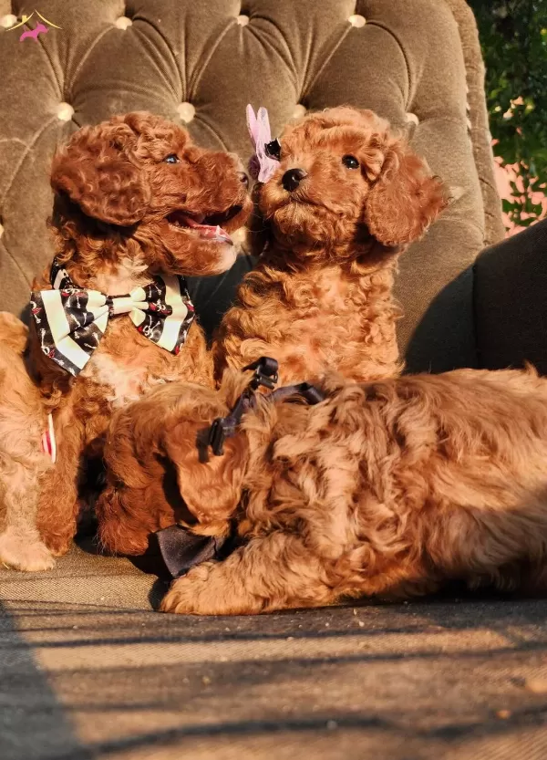 Anne Altından Red Brown Kore Poodle Tea Cup