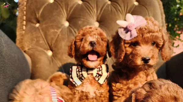 Anne Altından Red Brown Kore Poodle Tea Cup