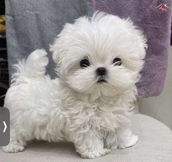 Numara Maltese Bebeklerimiz