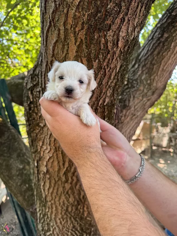 Tea Cup Maltese Terrier Yavruları