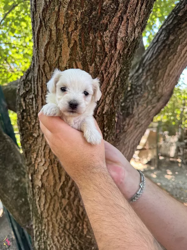 Tea Cup Maltese Terrier Yavruları
