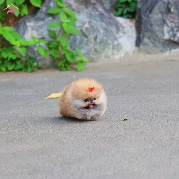 Teddy Bear Boo Yüz Hatlarına Sahip Bebekler