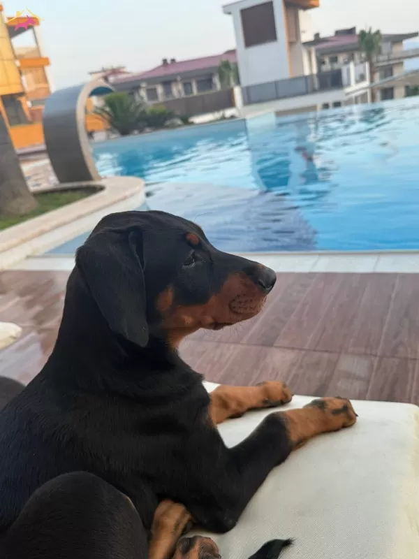 Estetik Guzelleri Dobermanlarıım
