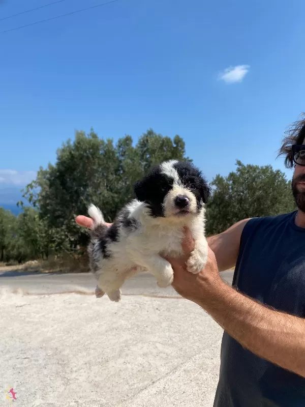 Koyu Merle Border Colie Bebeklerimiz