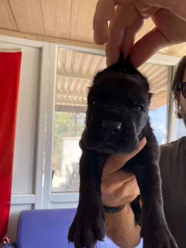 Asaletli Siyah Cane Corso Yavrularımız