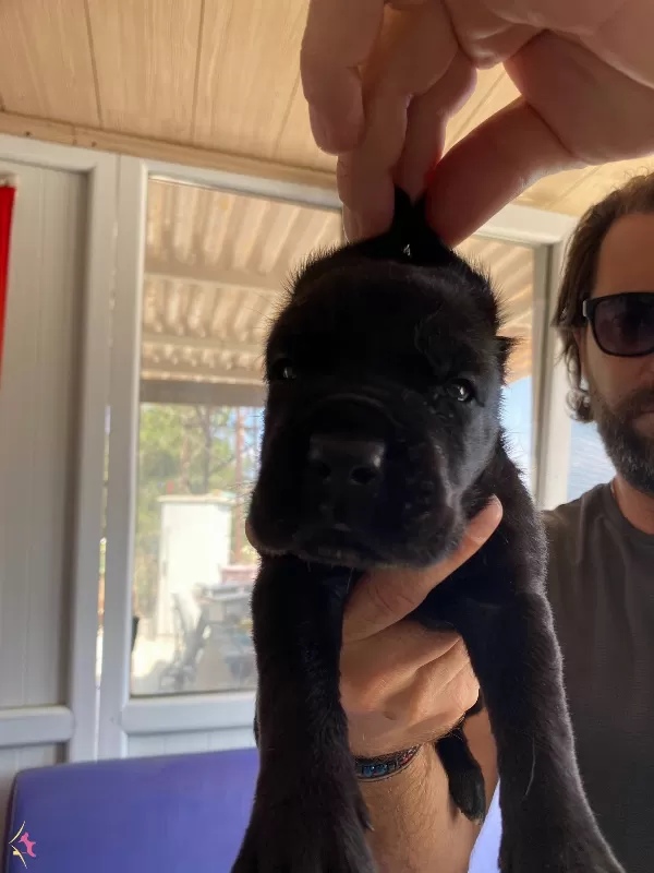Asaletli Siyah Cane Corso Yavrularımız