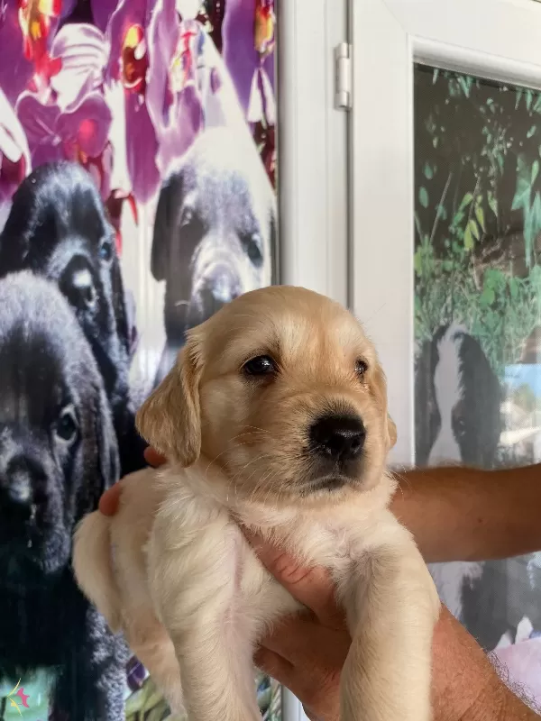 Baby Face Golden Retriever Bebekler