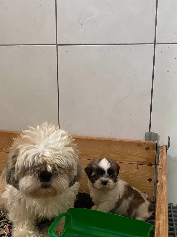 Shih Tzu Bebeklerimiz Geldi