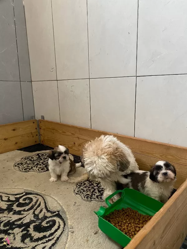 Shih Tzu Bebeklerimiz Geldi
