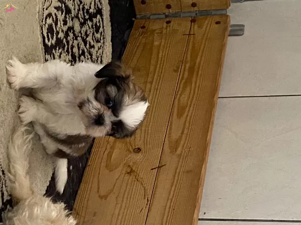 Shih Tzu Bebeklerimiz Geldi