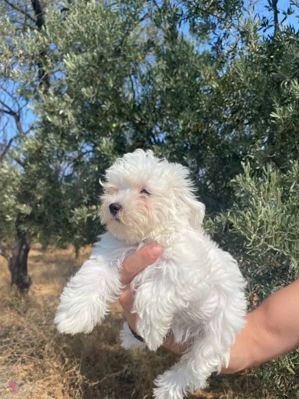 Maltese Numara Bebekler