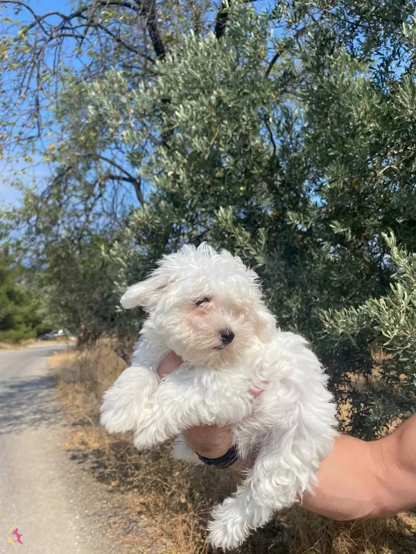 Maltese Numara Bebekler