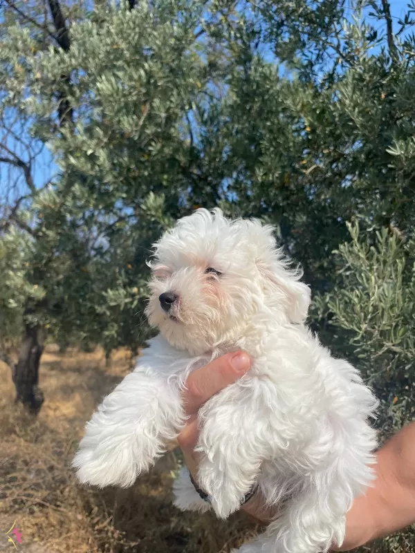 Maltese Numara Bebekler