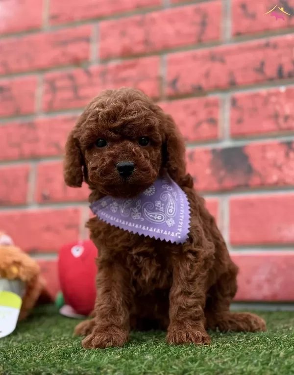Red Brown Toy Poodle Bebekler