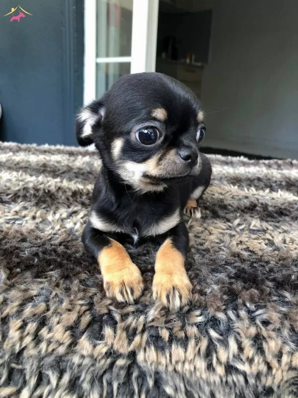 Chihuahua Yavrularımiz Hazırdır