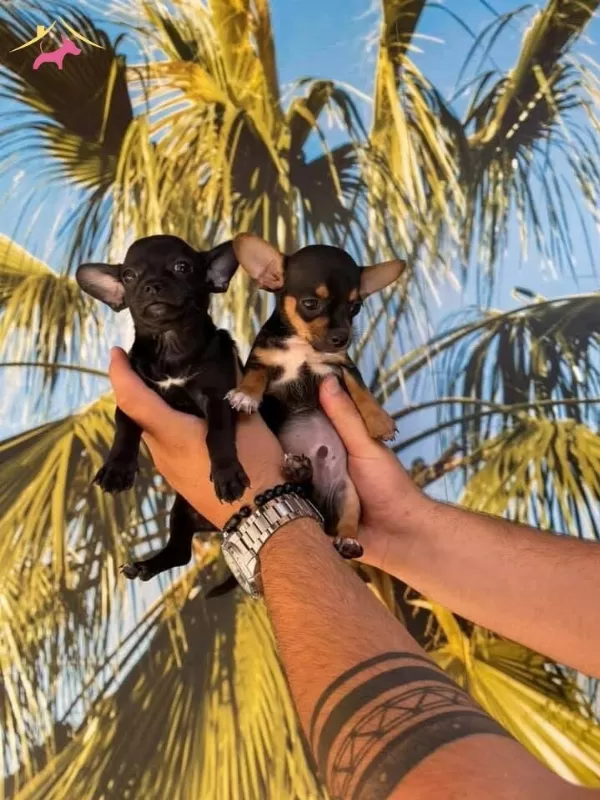 Chihuahua Yavrularımiz Hazırdır