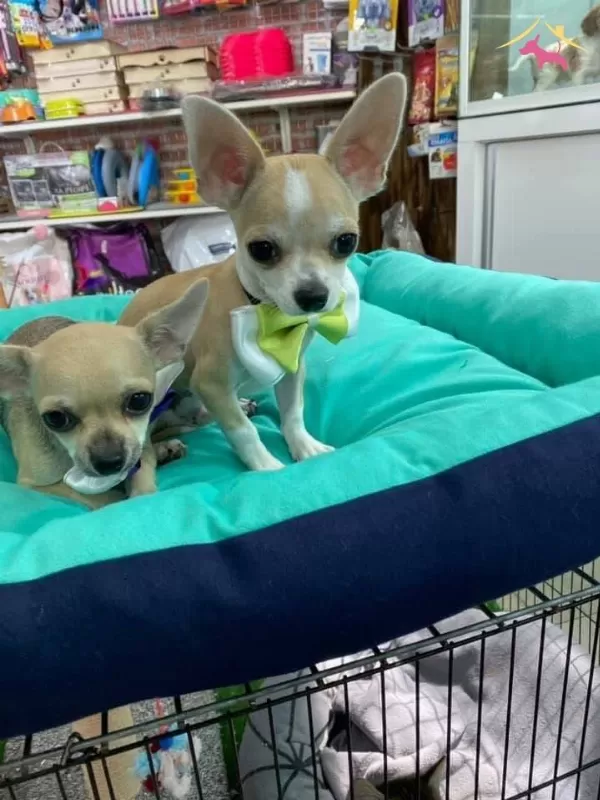 Chihuahua Yavrularımiz Hazırdır