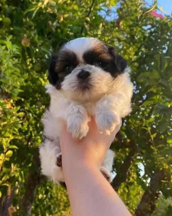 Mukemmel Shih Tzu Yavrular