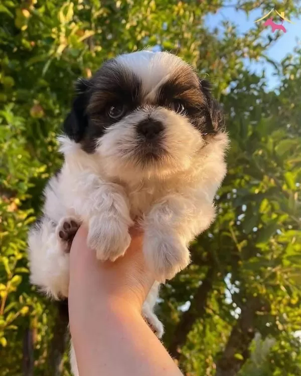 Mukemmel Shih Tzu Yavrular