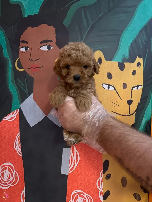Gerçek Toy Poodle Bebeklerimiz