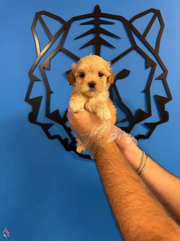 Kore Maltipoo Yavrularımiz