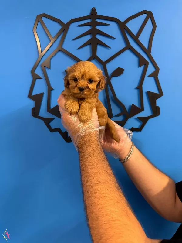 Kore Maltipoo Yavrularımiz
