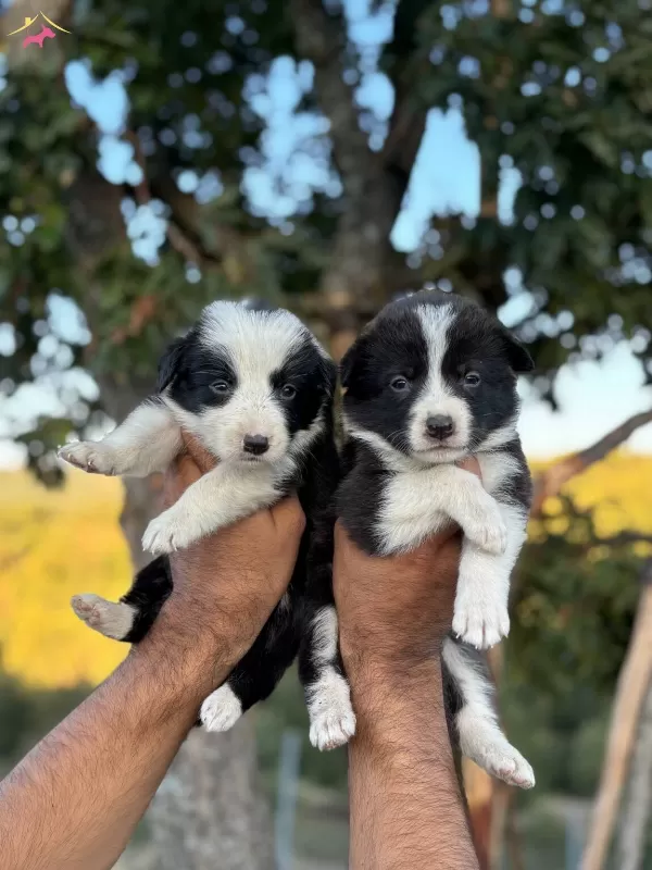 Zeka Kupu Border Collie Yavrularım Yeteneksizsiniz Max
