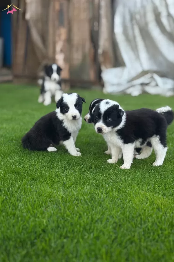 Zeka Kupu Border Collie Yavrularım Yeteneksizsiniz Max