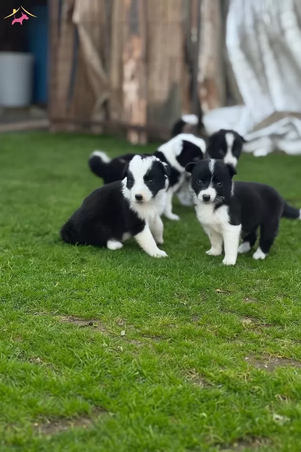Zeka Kupu Border Collie Yavrularım Yeteneksizsiniz Max