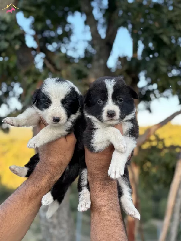 Zeka Kupu Border Collie Yavrularım Yeteneksizsiniz Max