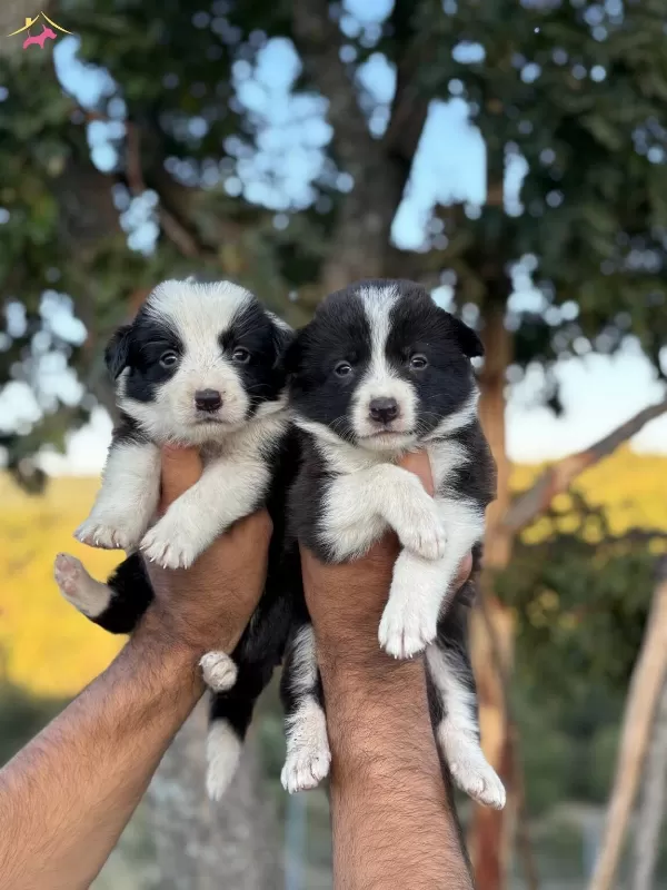 Zeka Kupu Border Collie Yavrularım Yeteneksizsiniz Max