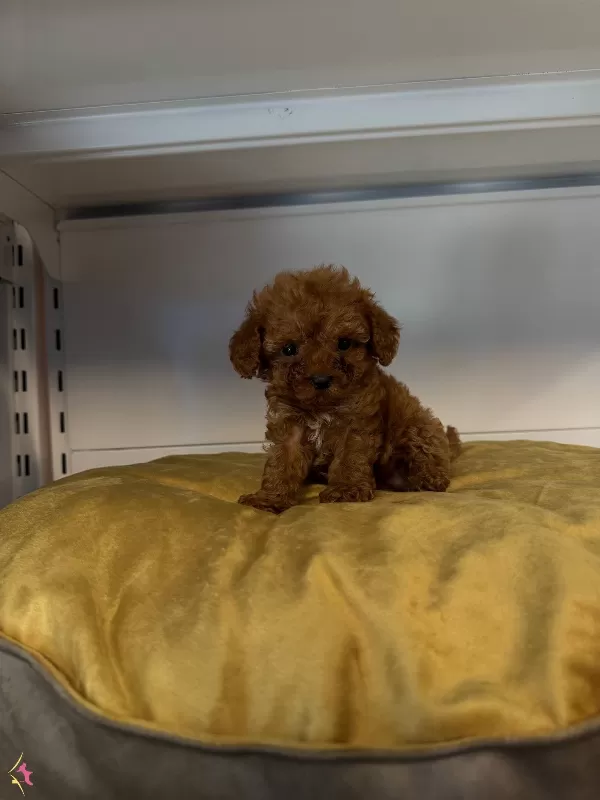 Gerçek Tea Cup Toy Poodle