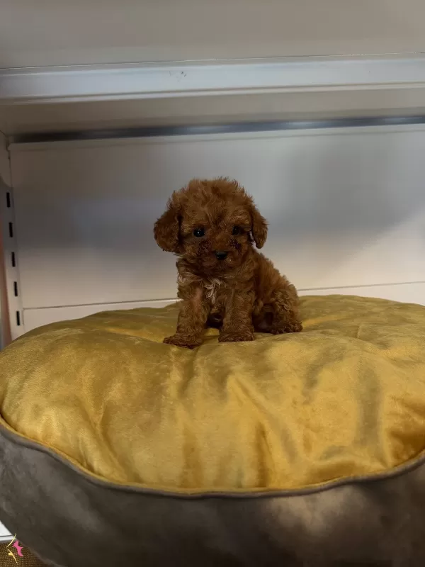 Gerçek Tea Cup Toy Poodle